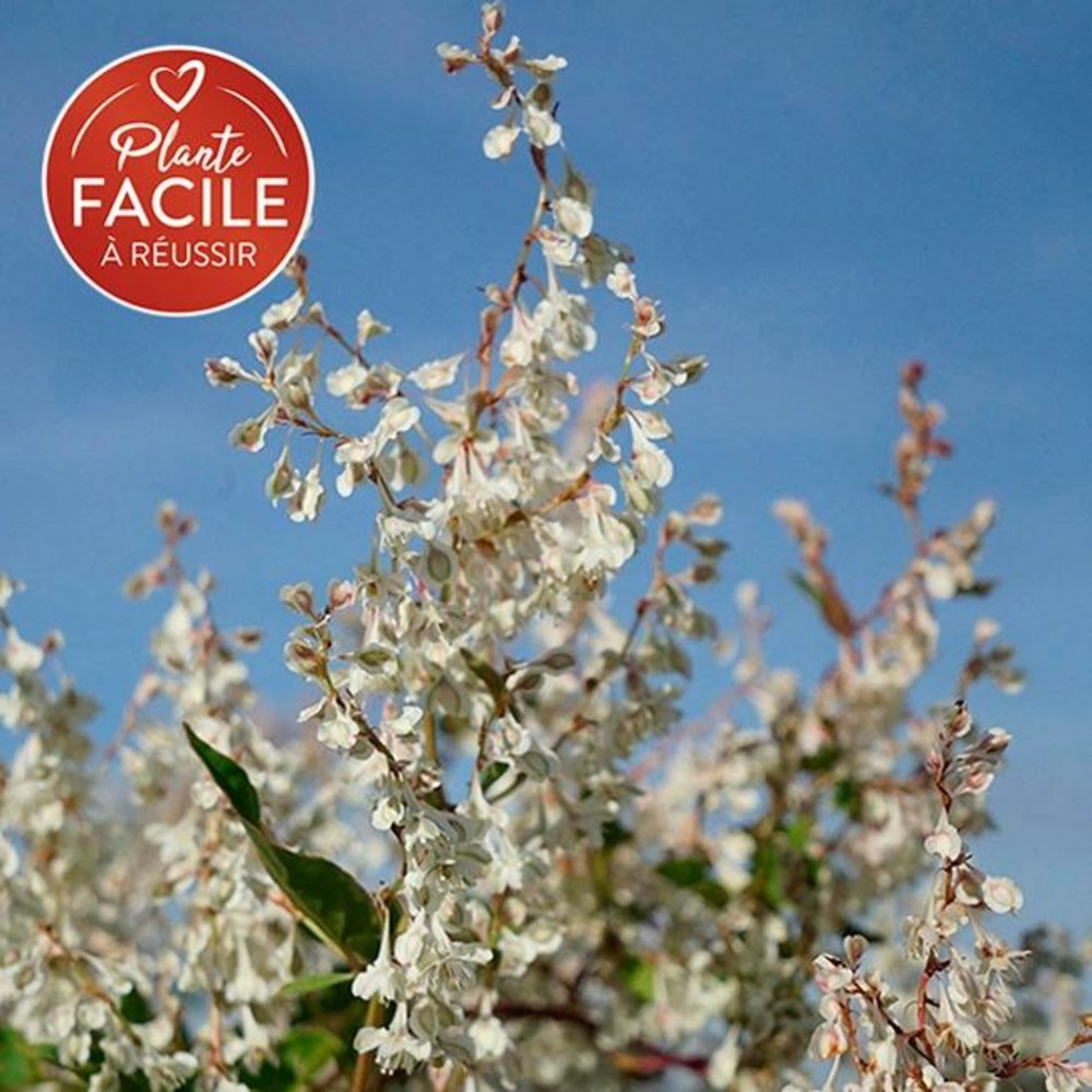 Renouée d'aubert - polygonum aubertii 3l