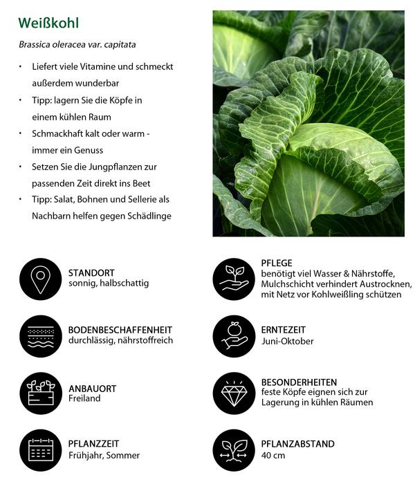 Weißkohl, 6er Schale