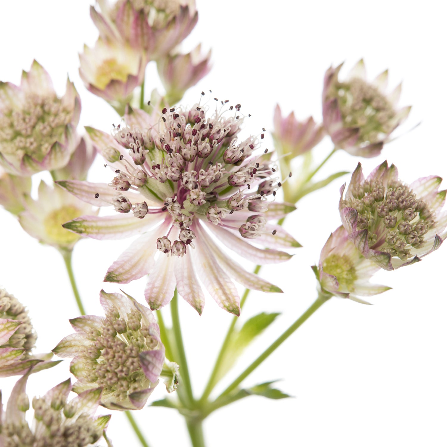 Zeeuws knoopje (Astrantia major) D 11 H 10 cm