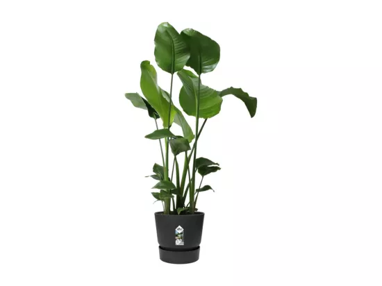 Pot de fleurs rond Greenville 30 - Extérieur - Ø 29,5 x H 27,8 cm - Vivre noir