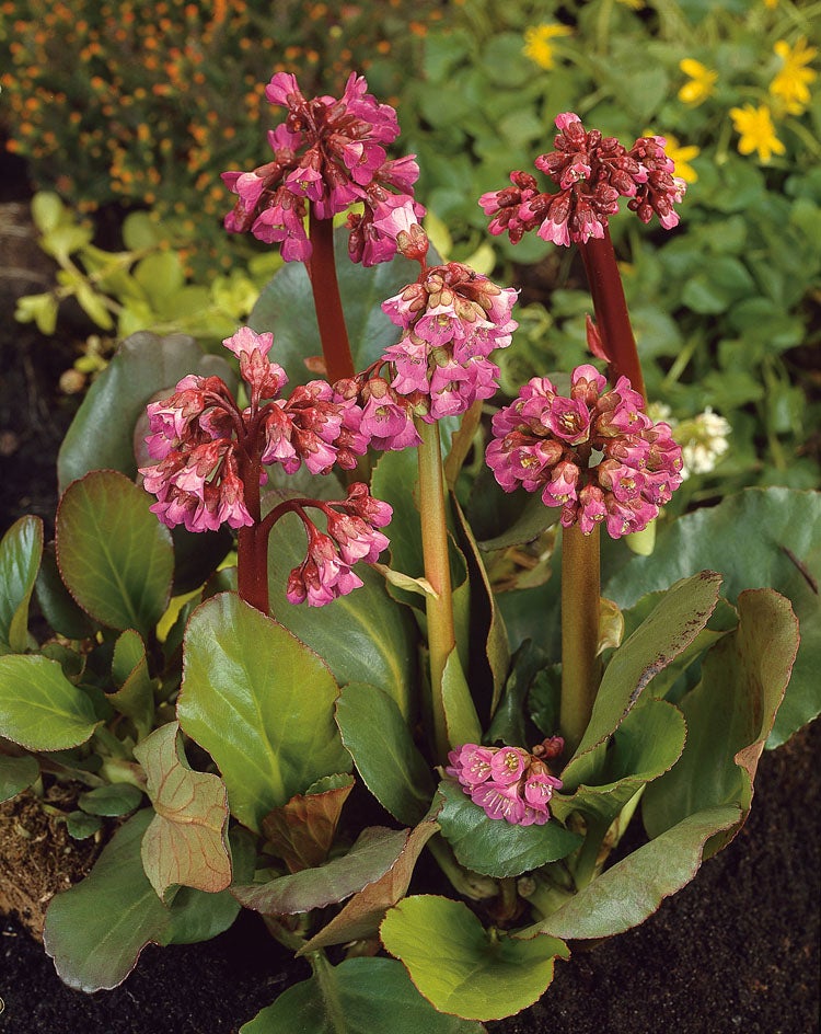 Schoenlappersplant (Bergenia cordifolia) D 11 H 40 cm