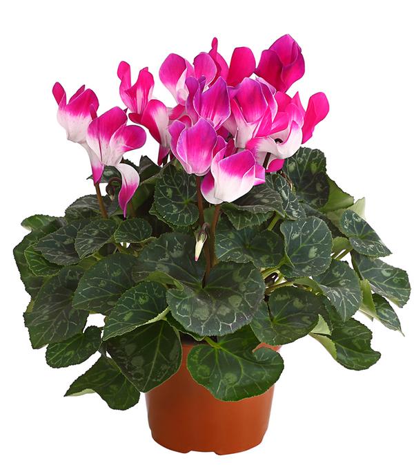 Alpenveilchen 'Indiaka', verschiedene Farben