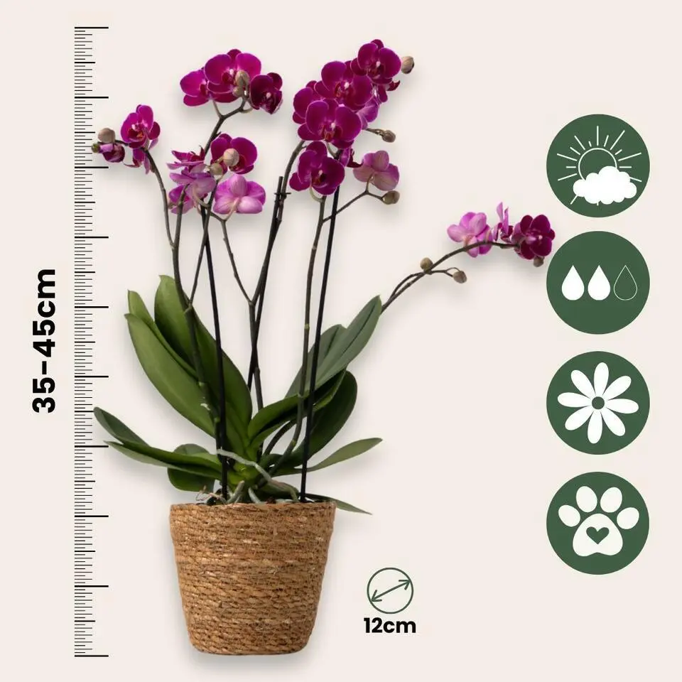 Vlinderorchidee - x3 - Phalaenopsis Multiflora in mand - Hoogte 35-45cm - ⌀12cm