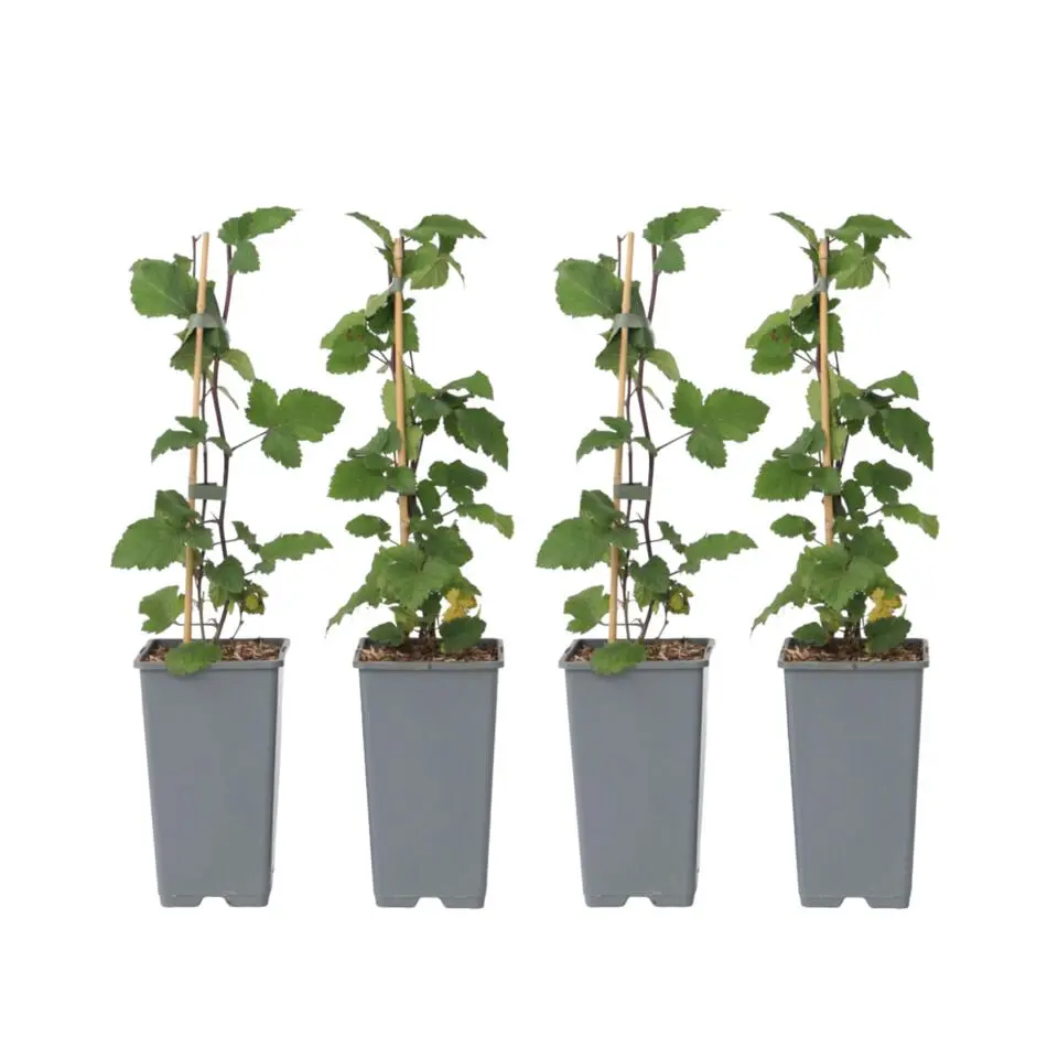 Aalbes - Set van 4 - Ribes rubrum 'Jonkheer van Tets' - Hoogte 50-60cm - ⌀15cm