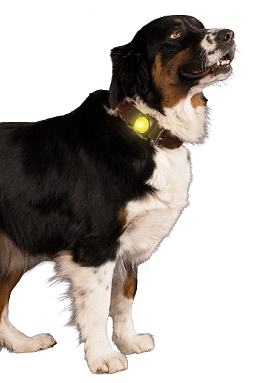 Nightwalk Safety Light | Oranje | 13407.1