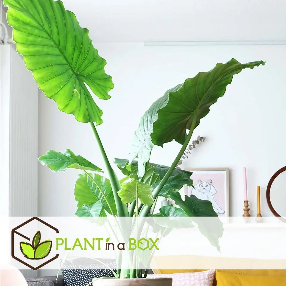 Olifantsoor - Alocasia 'Macrorrhizos' - Hoogte 60-70cm - ⌀17cm