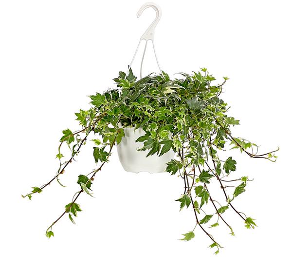 Efeu - Hedera helix, Ampel