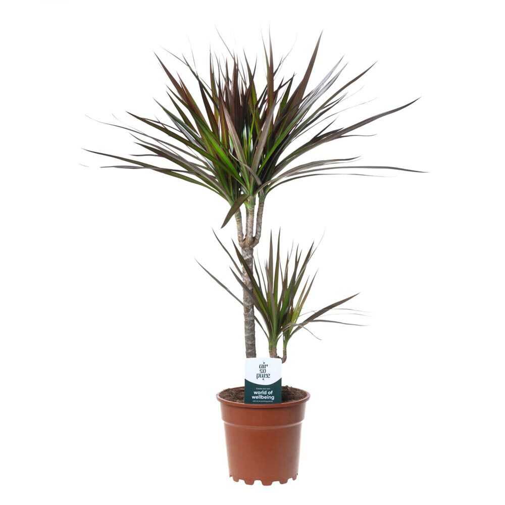 Drakenbloedboom (Dracaena) Mix - Kamerplant - 17 cm