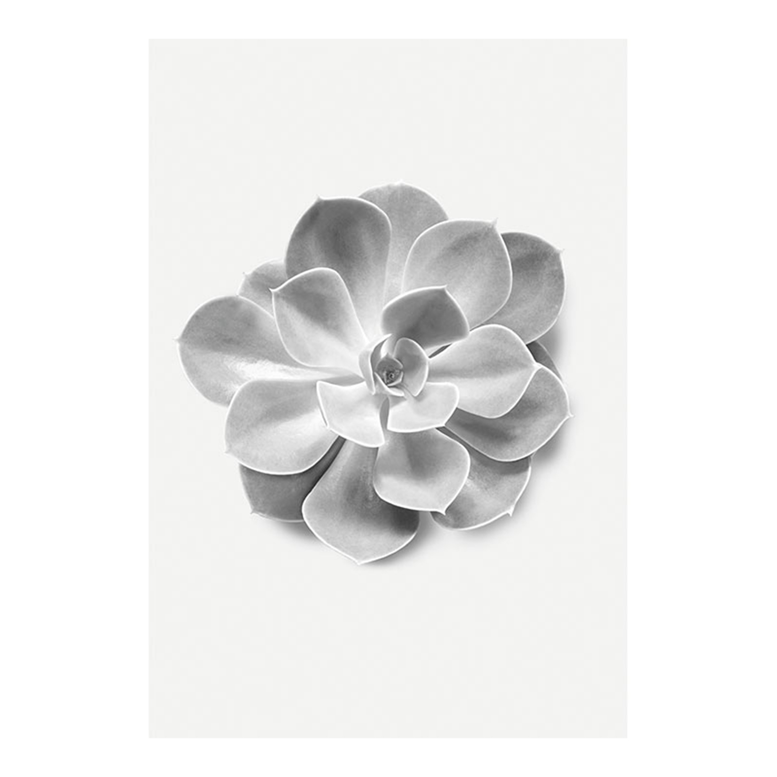 Wandbild SUCCULENT AEONIUM - schwarz-weiß-grau - 50x70 cm