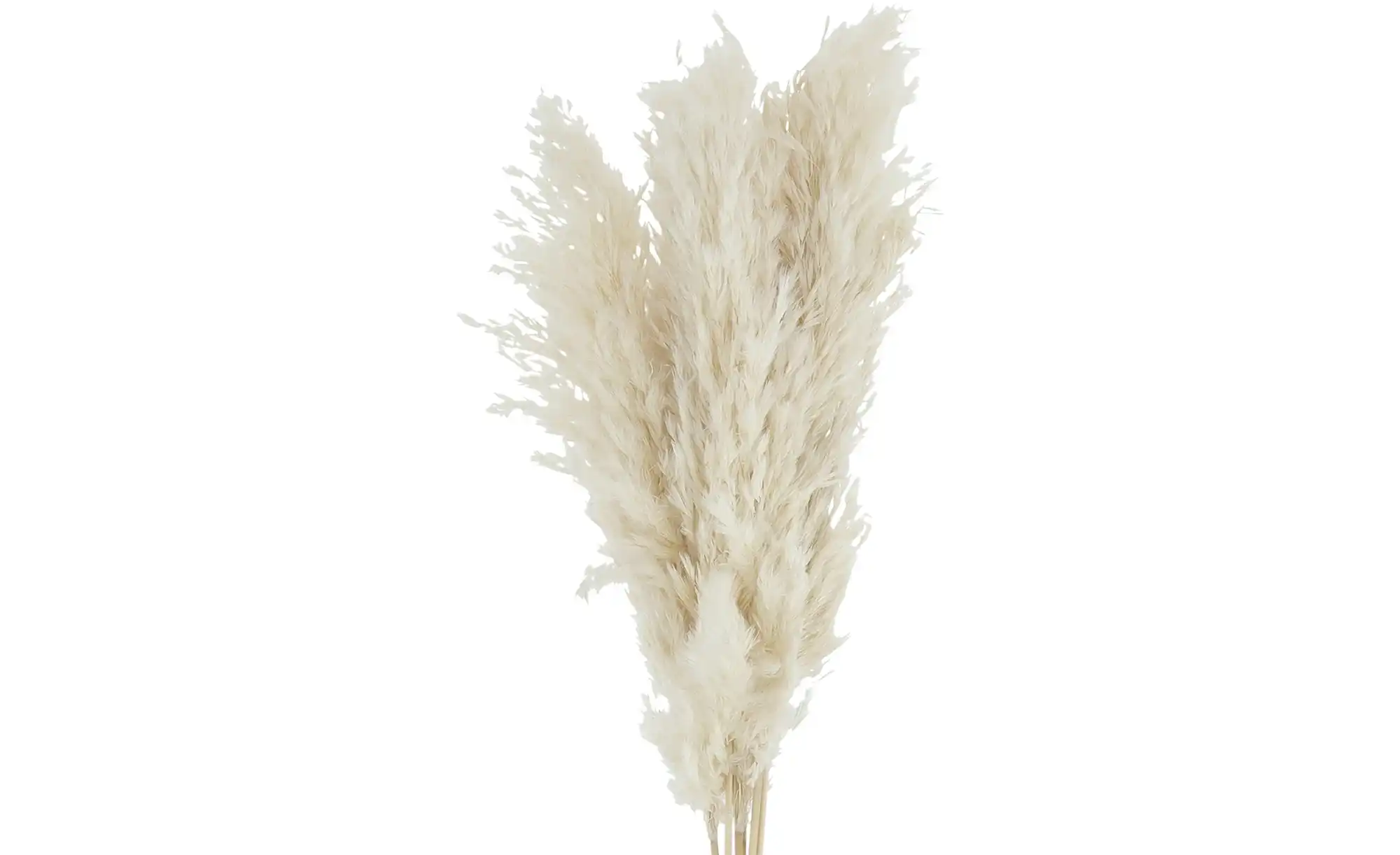 ASA SELECTION Trockenblumen