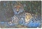 Skrivebordsunderlag av skum cheetah 60x40cm