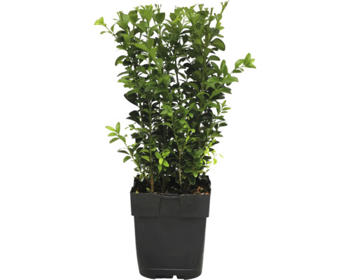 Buxus FloraSelf Buxus sempervirens Ø 13 cm pot