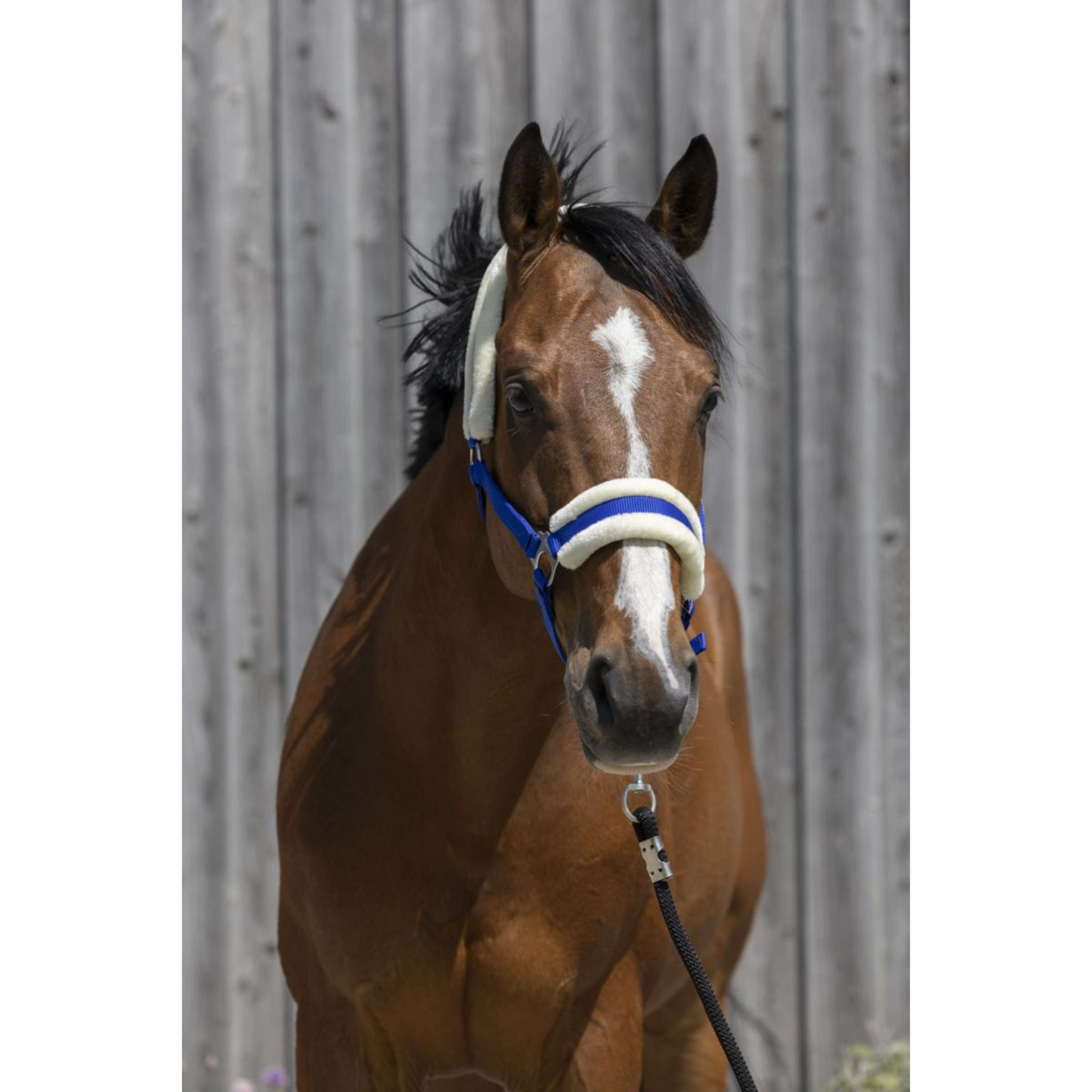 Riding World Halster Synthetic Fur Koningsblauw
