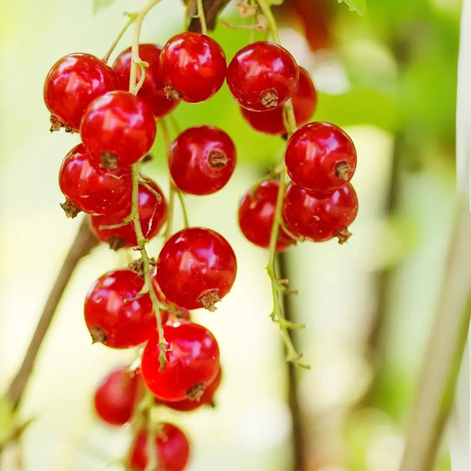 Aalbes - Set van 3 - Ribes rubrum - Hoogte 25-40cm - ⌀9cm