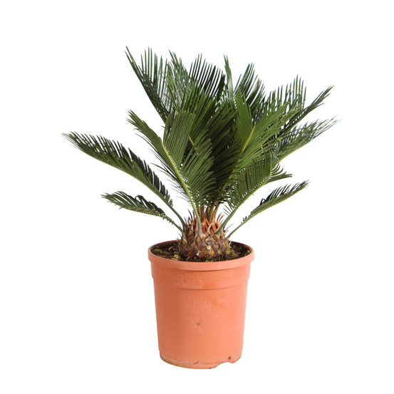Cycas revoluta:pot D20 cm