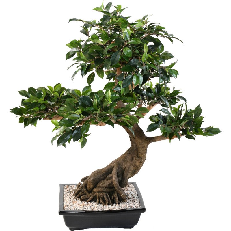 Plante artificielle d'intérieur Bonsaï Ficus 78 cm