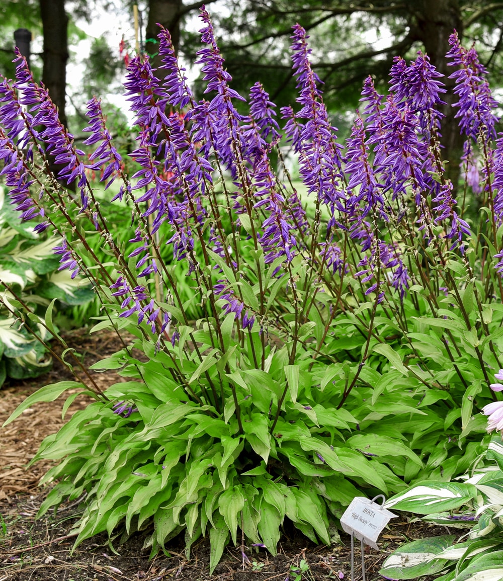 Blauviolette Hosta 'Time in a Bottle®'