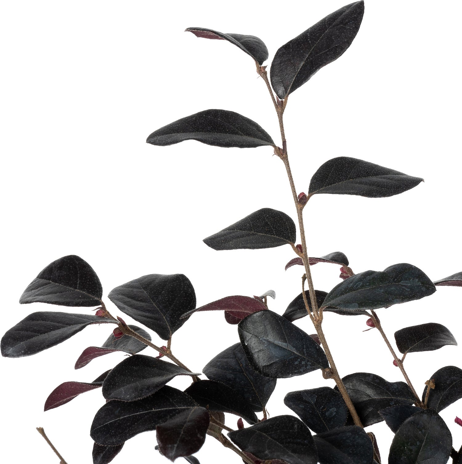 Heksenstruik (Loropetalum chinense 'Black Pearl') D 15 H 20 cm