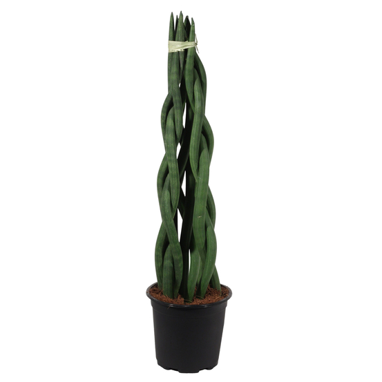 Sanseveria cylindrica Tower - pot D17cm