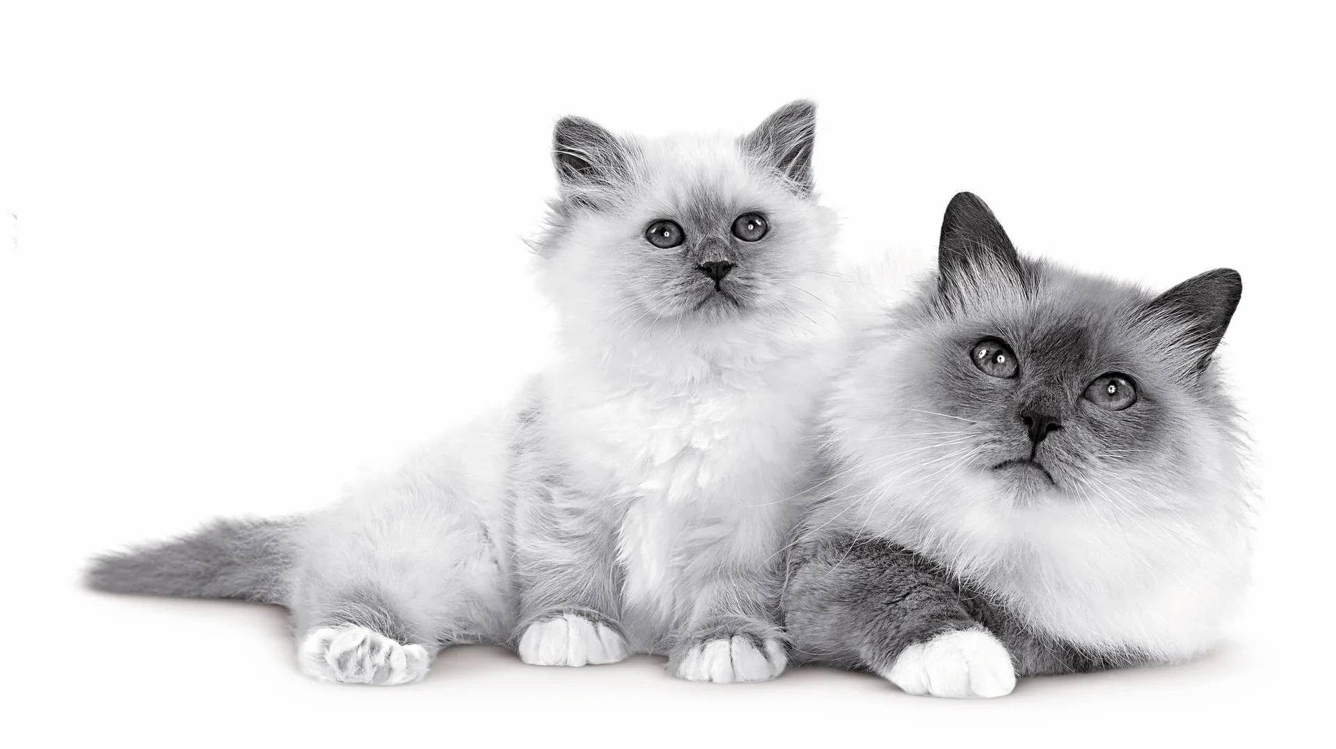 Royal Canin Royal Canin Mother & Babycat 2 kg