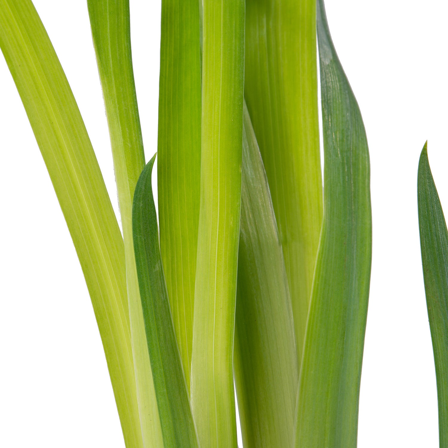 Japanse Iris (Iris kaempferi) D 9 H 20 cm