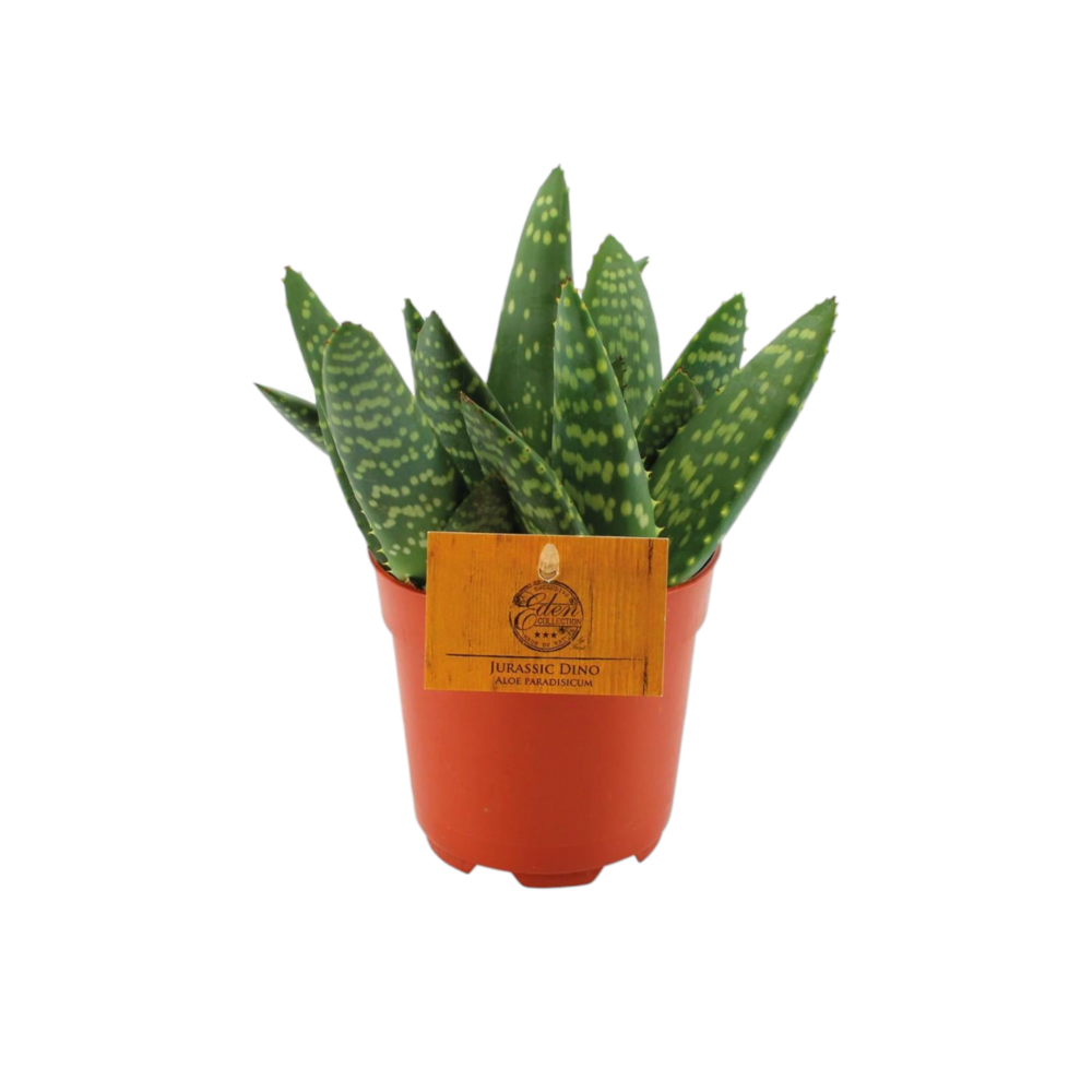 Plante d'intérieur - aloe paradisicum 15.0cm