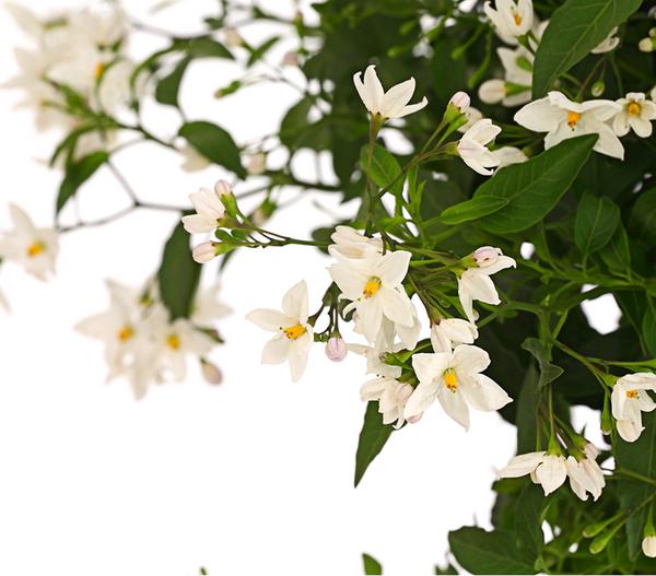 Jasminblütiger Nachtschatten, Stämmchen