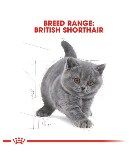 Royal Canin British Shorthair Kitten - Kitten-Kattenvoer