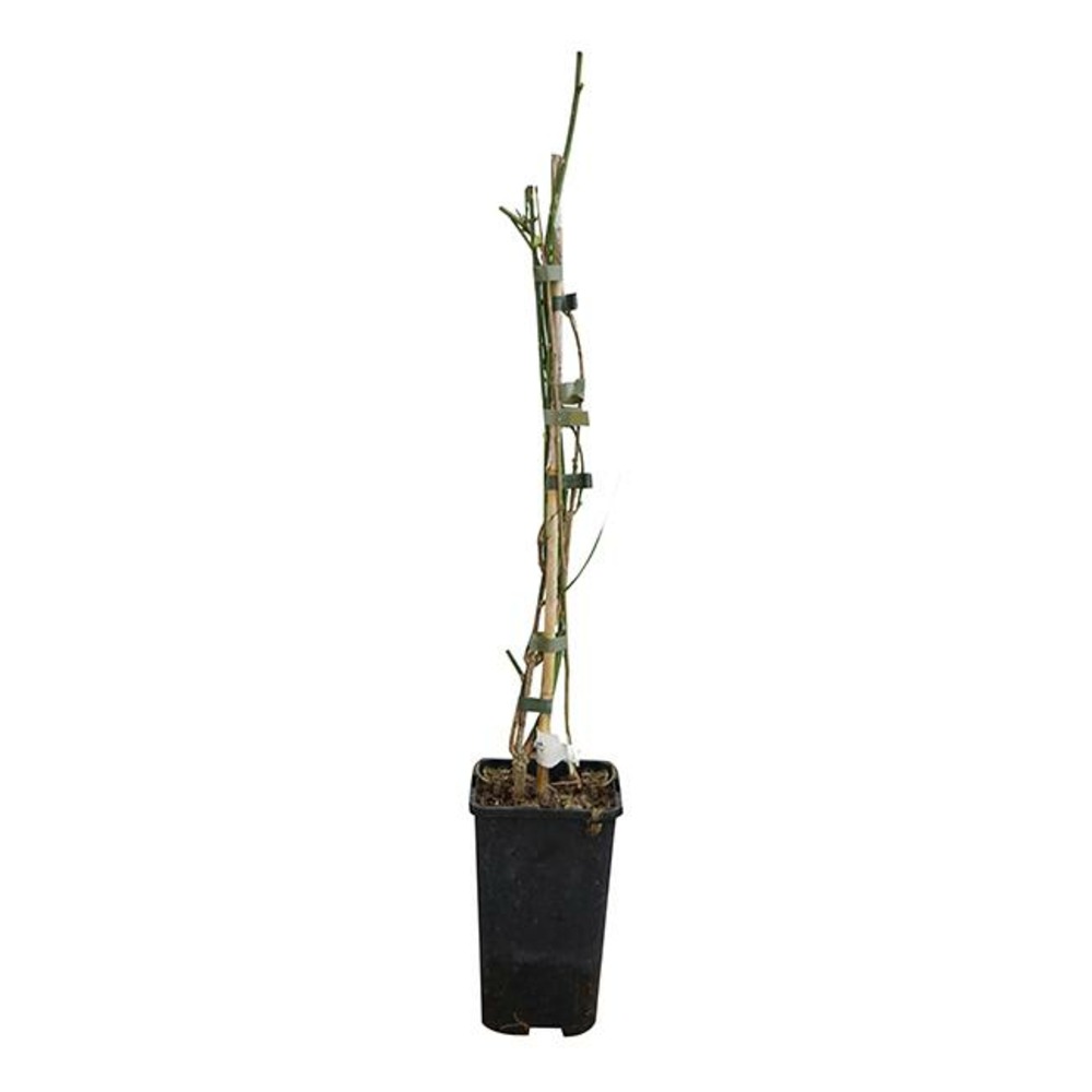 Jasmin d'hiver - jasminum nudiflorum 3l