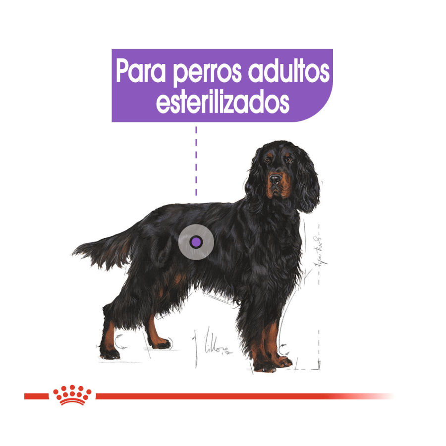 Ração esterilizada Royal Canin Maxi para cães