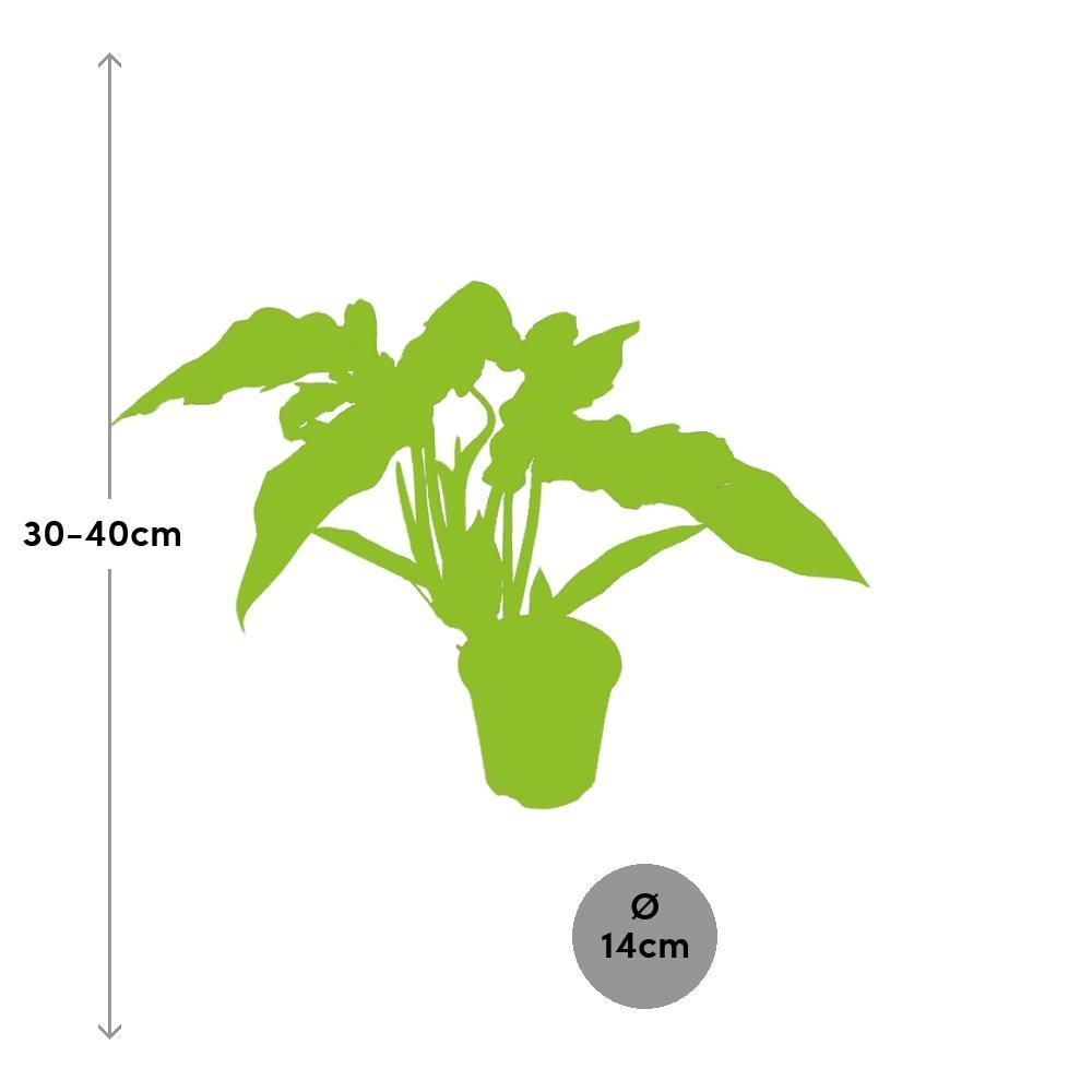 Plante d'intérieur - philodendron narrow 40.0cm