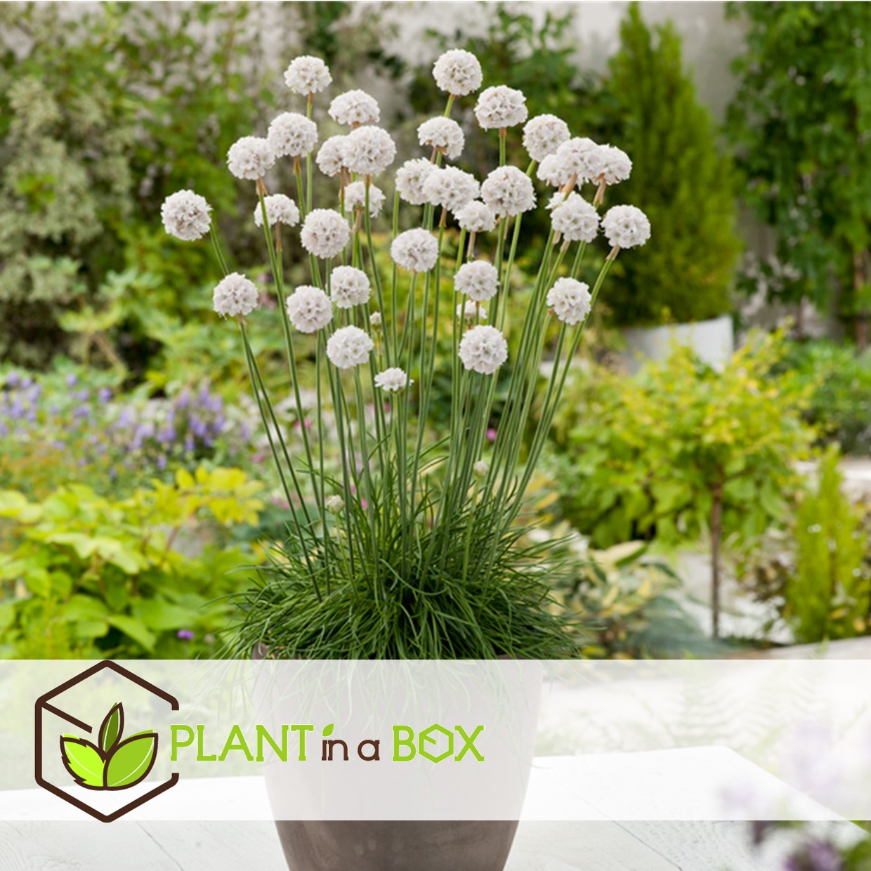 Armeria maritima - set de 3 - jardin blanches - pot 12cm - hauteur 20-30cm