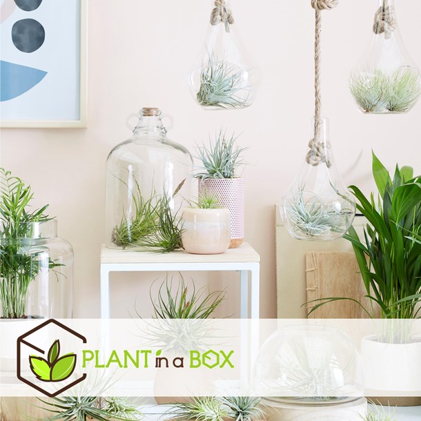 Tillandsia mix - lot de 3