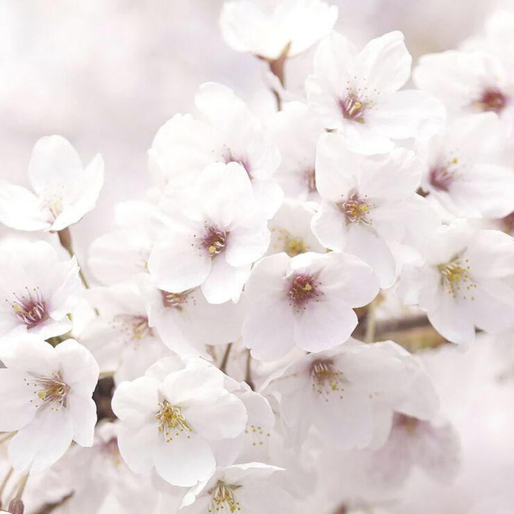 Innisfree Dewy Glow Emulsion - with Jeju Cherry Blossom