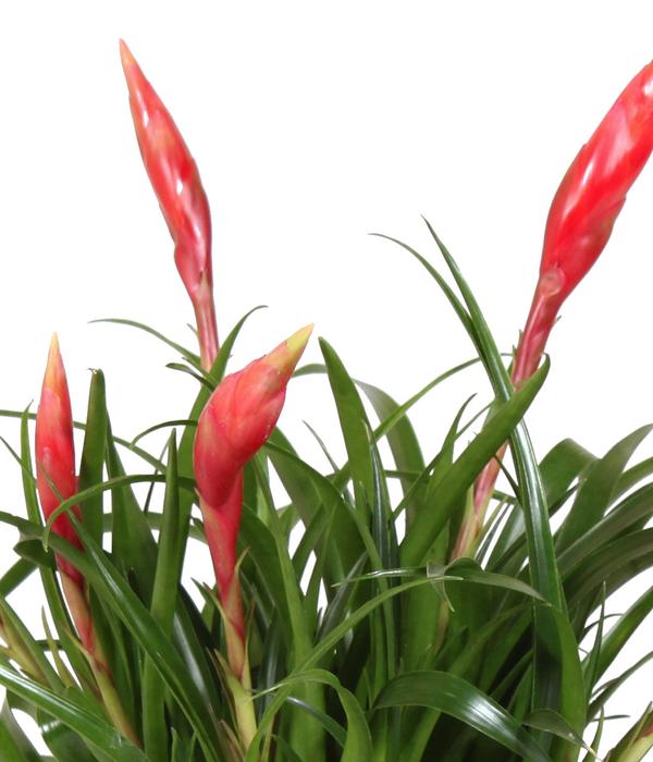 Flammendes Schwert - Vriesea Multiflora