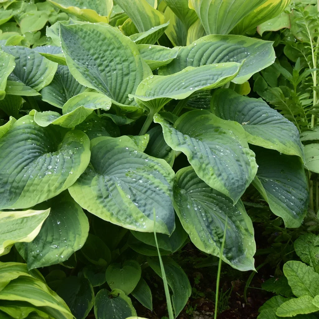 Hosta sieboldiana 'Frances Williams' Bladlilje 'Frances Williams' Ø13 cm