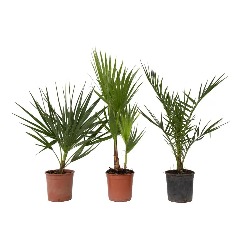 Tuinpalm - Set van 3 - Phoenix Chamaerops Washingtonia - Hoogte 50-70cm - ⌀15cm