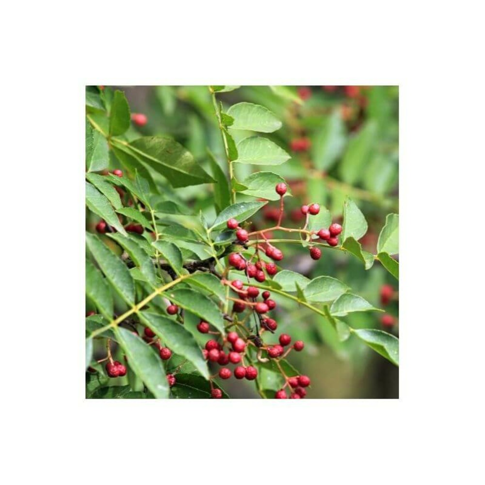 Poivrier du sichuan (zanthoxylum piperitum) - godet 9cm