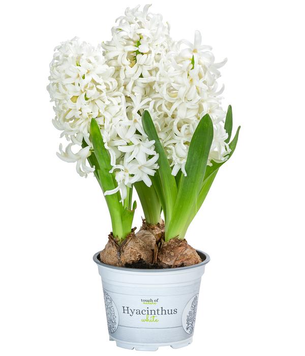 Hyazinthe, verschiedene Farben