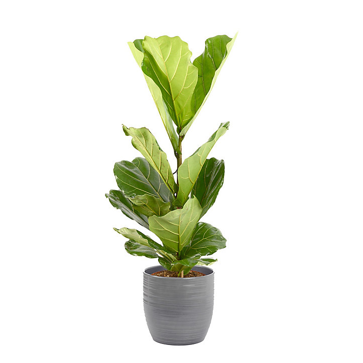 Ficus lyrata 21cm avec cache pot rayures grises