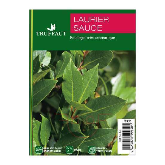Plant de laurier sauce : pot de 1 litre