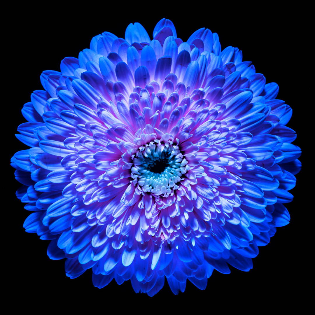 Blossom IV by Heiko Hellwig - Limited Edition. Edition of: 100. Signed.