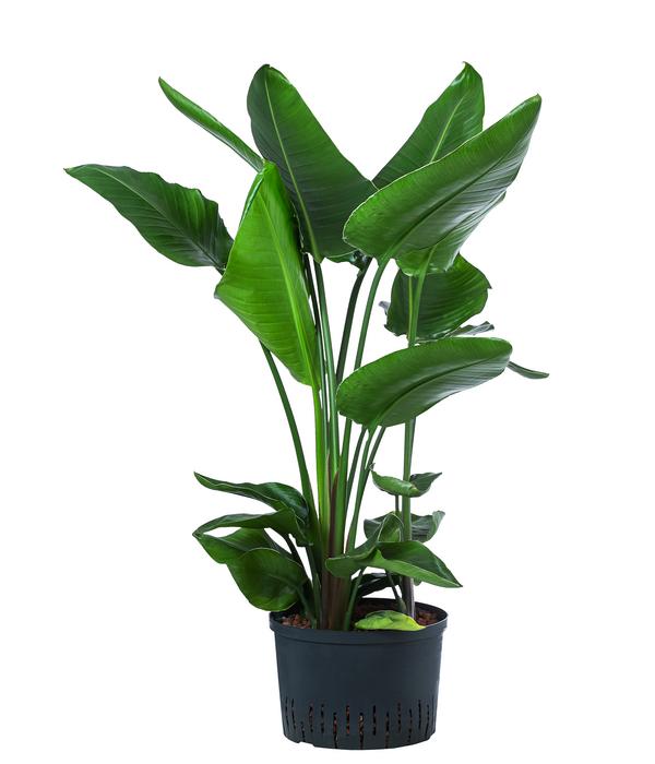 Baumstrelitzie - Strelitzia nicolai,