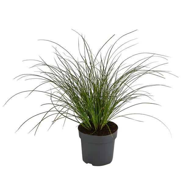 Rote Garten-Segge 'Prairie Fire'