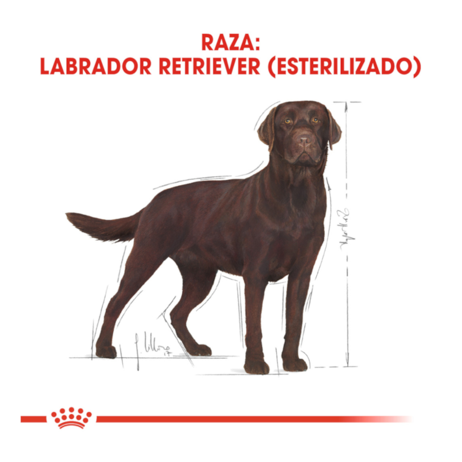 Ração esterilizada Royal Canin para cães adultos da raça Labrador.