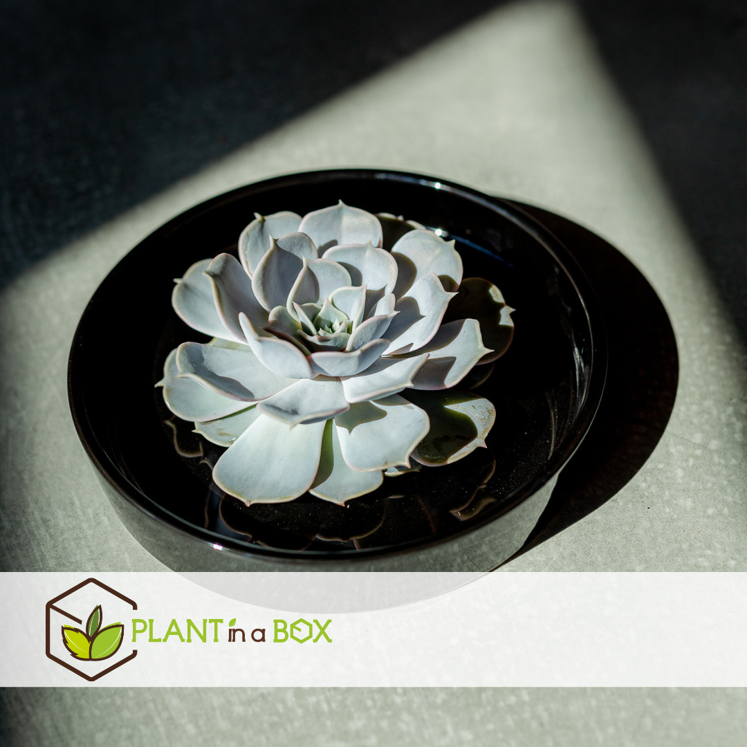 Echeveria garden mix black - succulentes à échelle décorative - noir - 20 cm