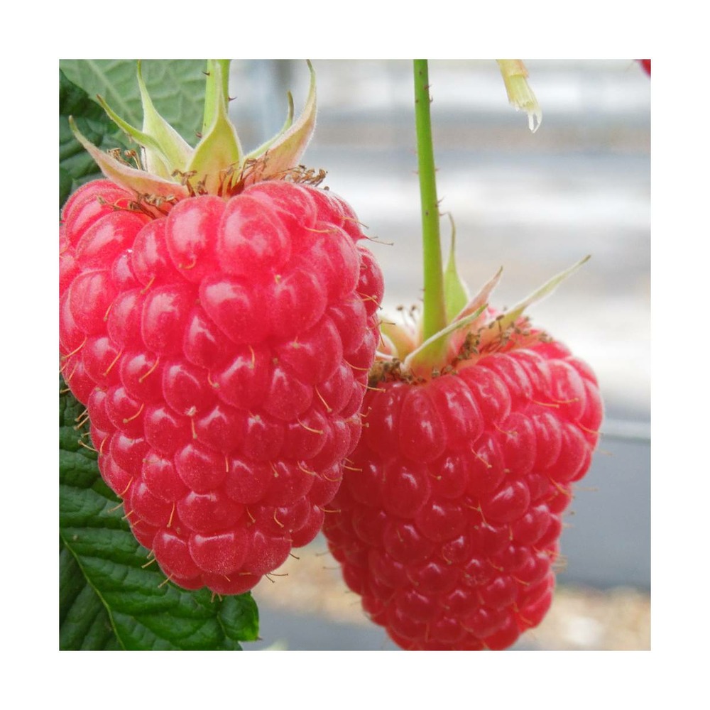 Framboisier idaeus versailles®/rubus idaeus versailles®[-]pot de 3 l - 40/50 cm