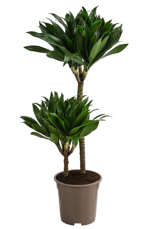 Drachenbaum - Dracaena deremensis compacta