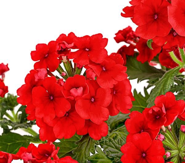 Beet- & Balkonpflanzen-Set Salvia, 6-teilig