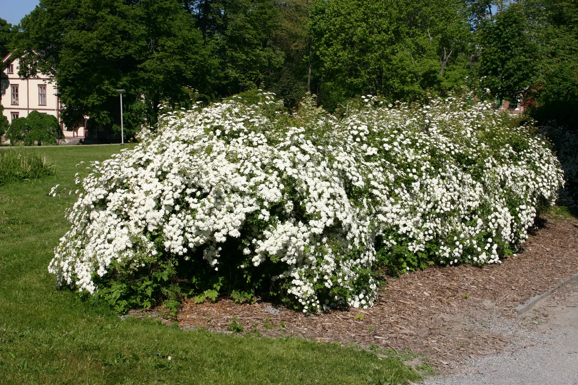 Spiraea x vanhouttei Gentspirea Ø15 cm